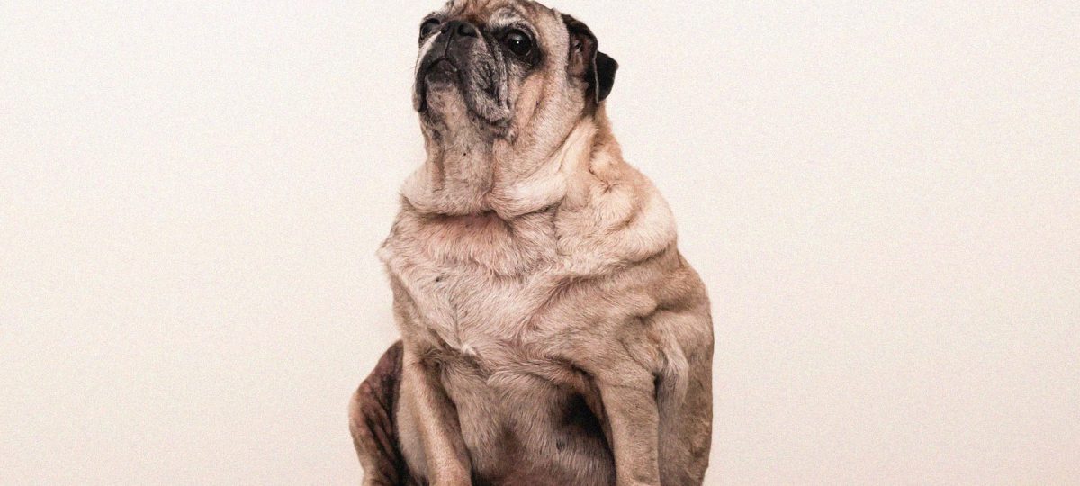 Obesity and Diet in Pets