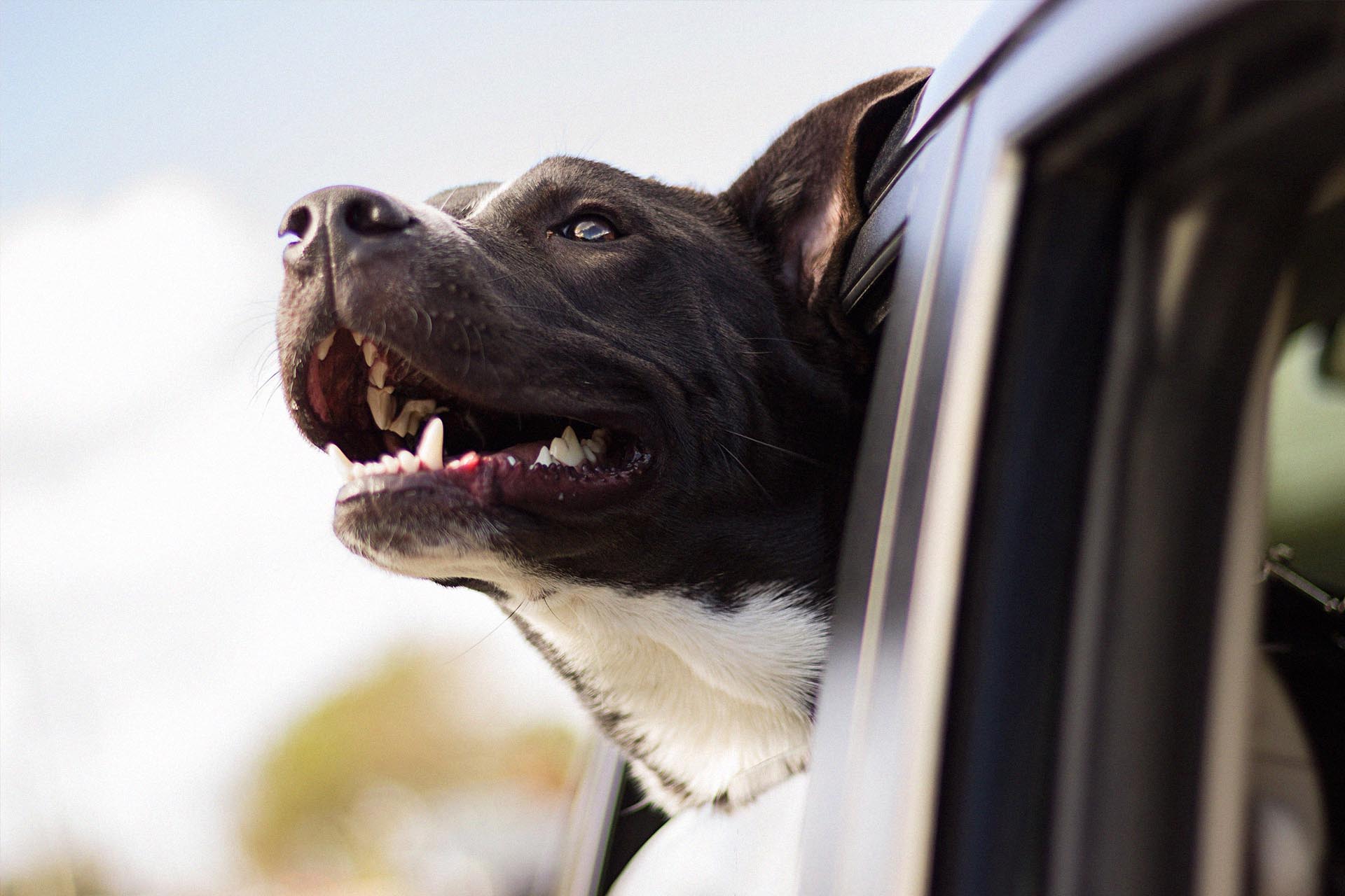 Pet Insurance Is It Worth It? St Francis Vet Hospital